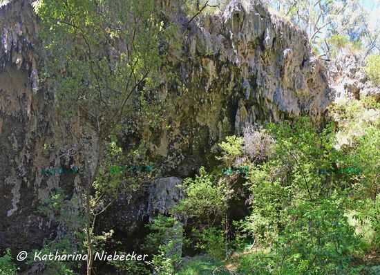 All die kleinen weißen Flecke auf diesem Bild sind Spinnennester..... Es gibt viele davon, sage ich dazu nur....