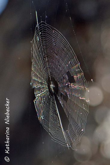 Hier habe ich noch ein schönes Exemplar gefunden. Aber auch hier ohne Spinne..... Ist wohl grad ausgeflogen....