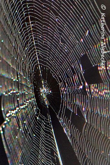 Hier nur ein Teilausschnitt - schon faszinierend, solange dort keine Spinne sitzt....