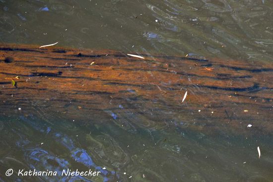 Beim Blick ins Wasser fällt dieser Baumstamm auf, der fast wie eine natürlich Brücke den Fluß durchzieht.