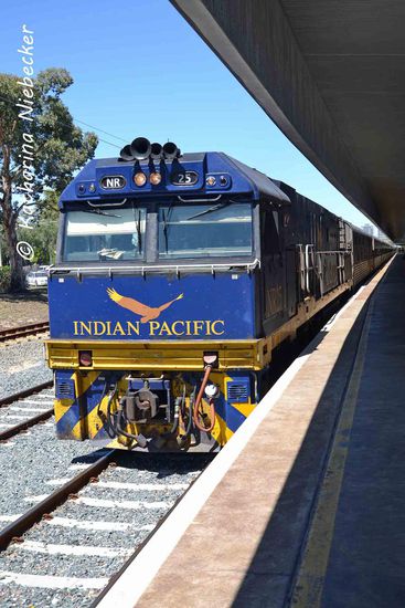 Der IndianPacific einmal von vorne. Da es anscheinend nicht viele Buchungen gibt, ist er diesmal nur mit einer Lok unterwegs.