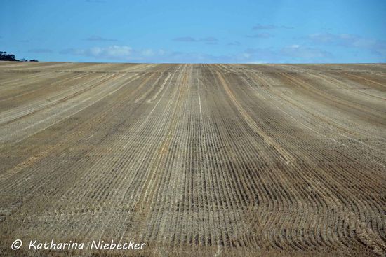 Brandenburg läßt grüßen! Es geht vorbei an riesigen Feldern....