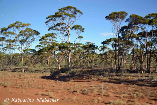 Da gefällt mir dieser Anblick doch schon um einiges besser..... Outback läßt grüßen...... Ich liebe diese rote Erde.....