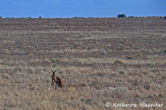 Das weite Nichts und ein "Big Red"-Känguruh. Die Kamele waren leider zu schnell vorbei