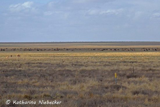 Viele, viele Rinder.......