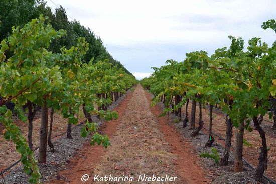 Beim Anblick all dieser Weinreben kommen doch alte Erinnerungen hoch.... Gut, dass ich solch eine Arbeit hier nicht noch einmal machen muß.....