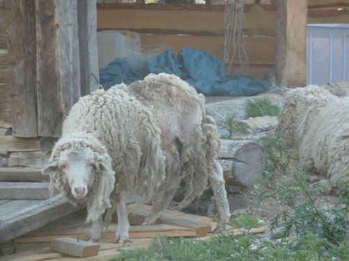 Sogar die Schafe sehen in Sibirien ziemlich gruselig aus.
