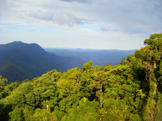 Regenwald bei Byron Bay