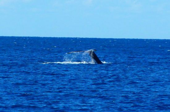 Whale Watching