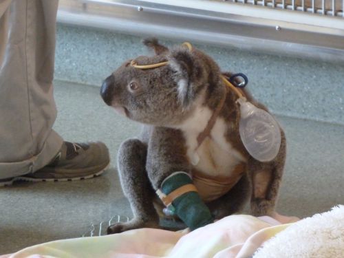Fast gesunder Koala. Das alternative Sparprogramm zum Zoo.