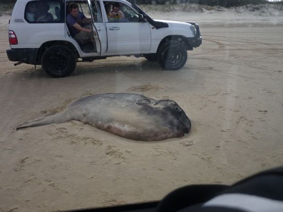 Ein toter Sunfish. So groß wie ein Auto.