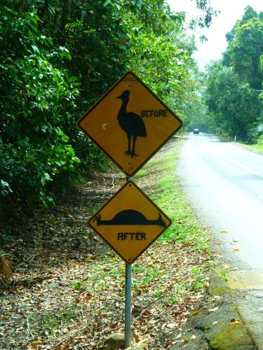 Am Cape Tribulation
