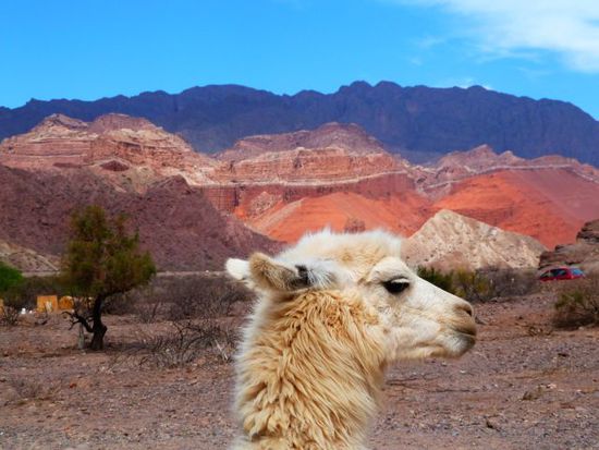 Lama vor schöner Kulisse