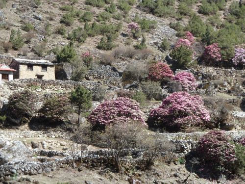 Im Mai ist Frühling in Nepal und ganze Wälder voll Rhododendron blühen.