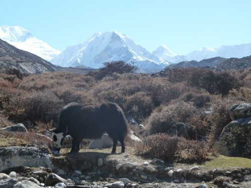 Ein Yak vor dem Islandpeak
