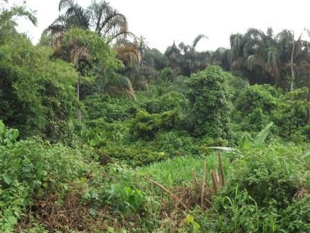 an der Strecke Douala - Bafoussam