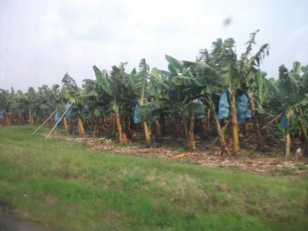 Bananenplantagen an der Strecke Douala - Bafoussam (Bananen wachsen direkt in blauen Exporttüten)