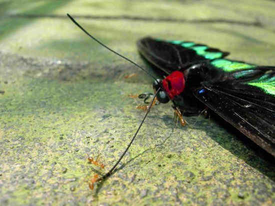 Schmetterling an der Putzerstation