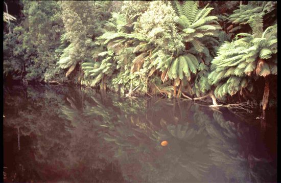 Leider kein Schnabeltier in Sicht