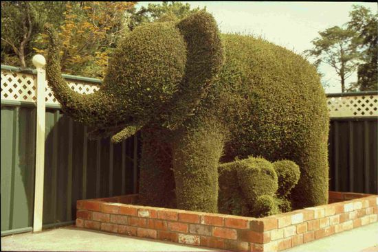 Elefanten auf Tasmanien