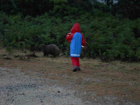 Ein Wombat auf der Flucht