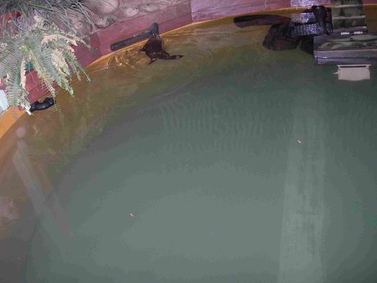 Unser erstes Schnabeltier