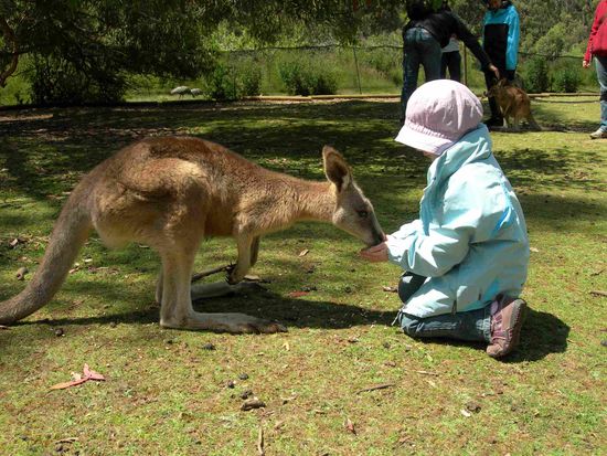 Ein Känguru zum Füttern
