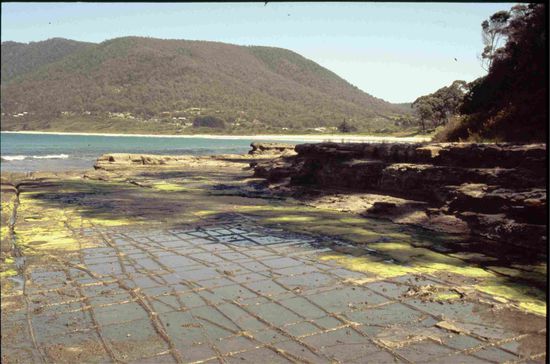 Tassellated Pavement bei Ebbe