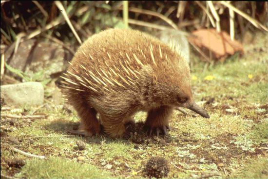 Ein gar nicht scheuer Schnabeligel