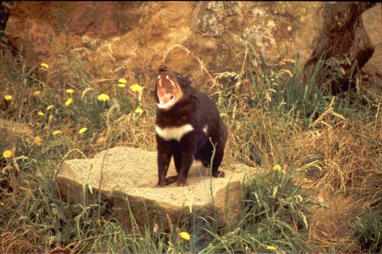 Schaut her, was ich für Zähne hab
