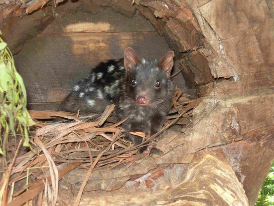 Ein Quoll