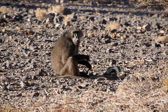 Der Pavian lässt sich das erbeutete Müsli schmecken