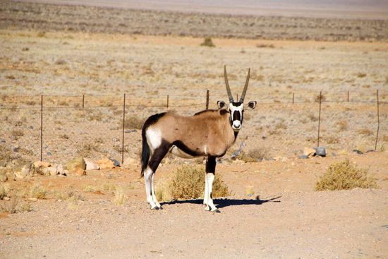 Oryx auf dem Rastplatz