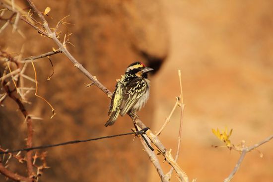 Besuch beim Frühstück