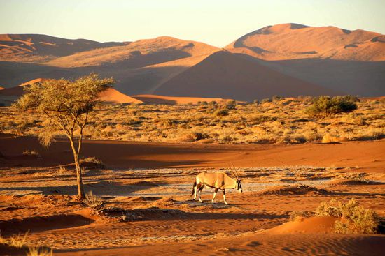 Oryx im Abendlicht