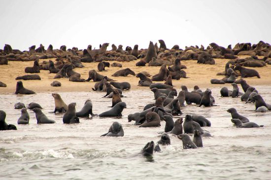 Die Robbenkolonie