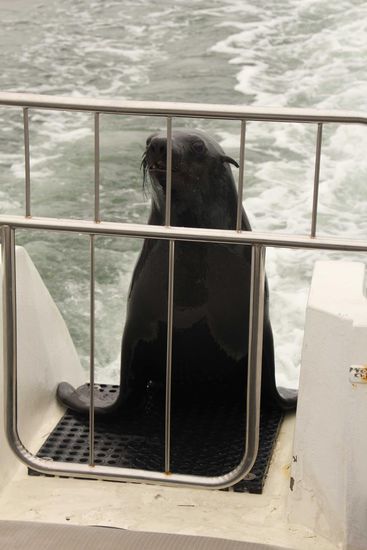 Ein blinder Passagier