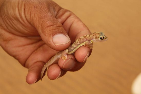 Gecko