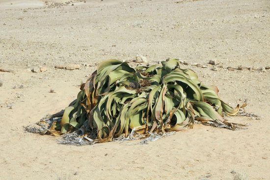 Eine Welwitschia im Steinkreis