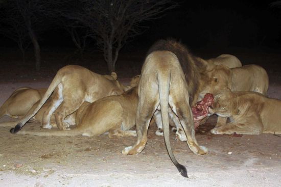 Bei der Löwenfütterung
