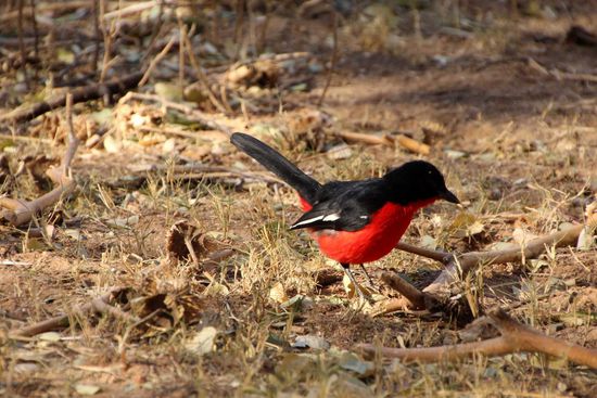 Ein Rotbrustwürger am Campingplatz