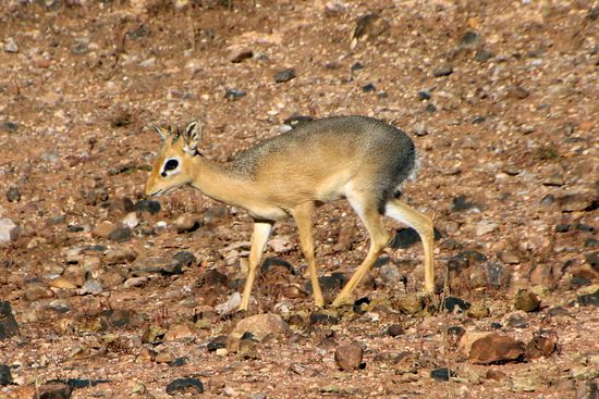 Ein Dikdik