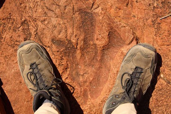 Ein Dino-Fußabdruck