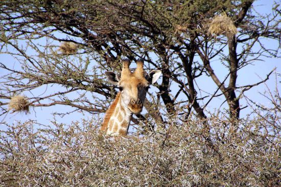 Eine neugierige Giraffe