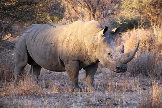 Ein Spitzmaulnashorn