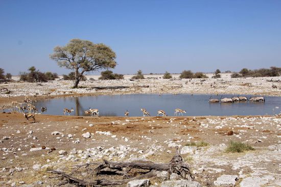 Am Okaukuejo-Wasserloch