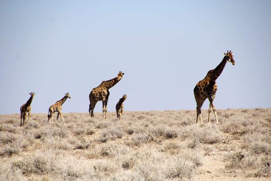 Eine Giraffenfamilie