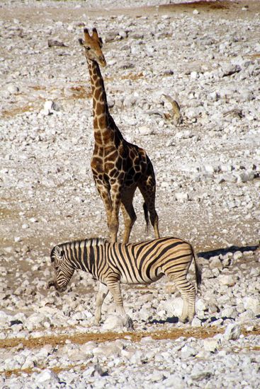 Giraffe und Zebra
