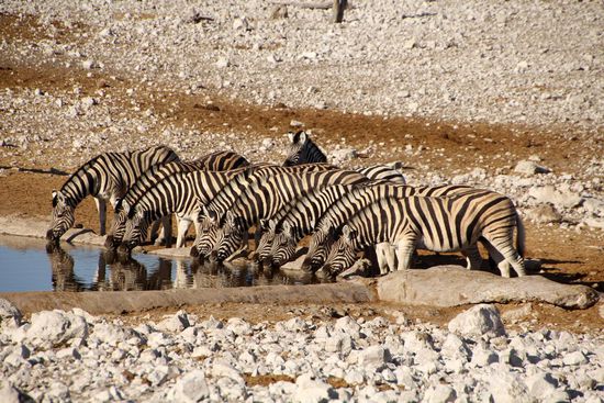 Zebras in Olifantsbad