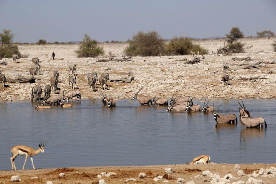 Am Okaukuejo-Wasserloch